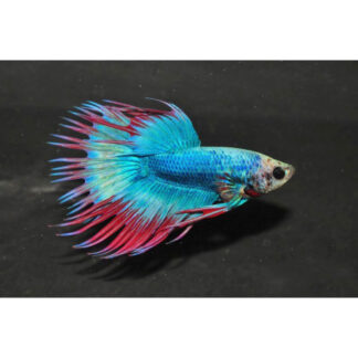 Poissons