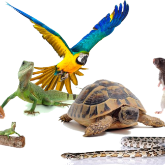 Animalerie