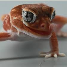 Reptiles