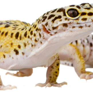 gecko léopard classique