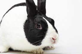 Lapin hollandais