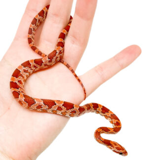 Serpent des blés