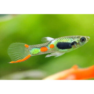 Poisson -> guppy endler -> mâle