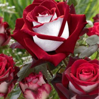 ROSIER TIGE OSIRIA