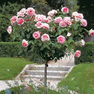Rosier Grand siècle le Rosier tige