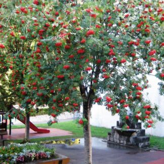Sorbier des oiseleurs dans un jardin public